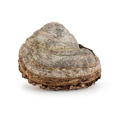 Fomes fomentarius
