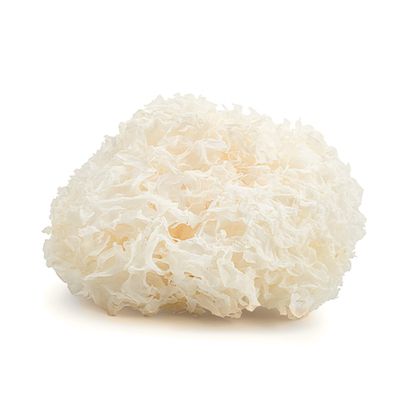 Tremella