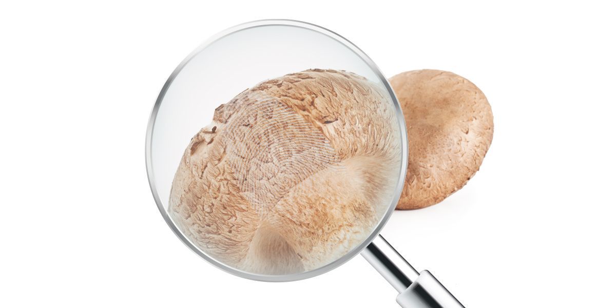 Il fungo vitale Agaricus al microscopio