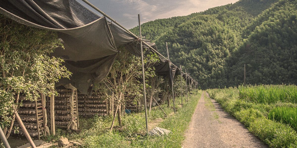 Vitalpilzplantage China, 90er Jahre